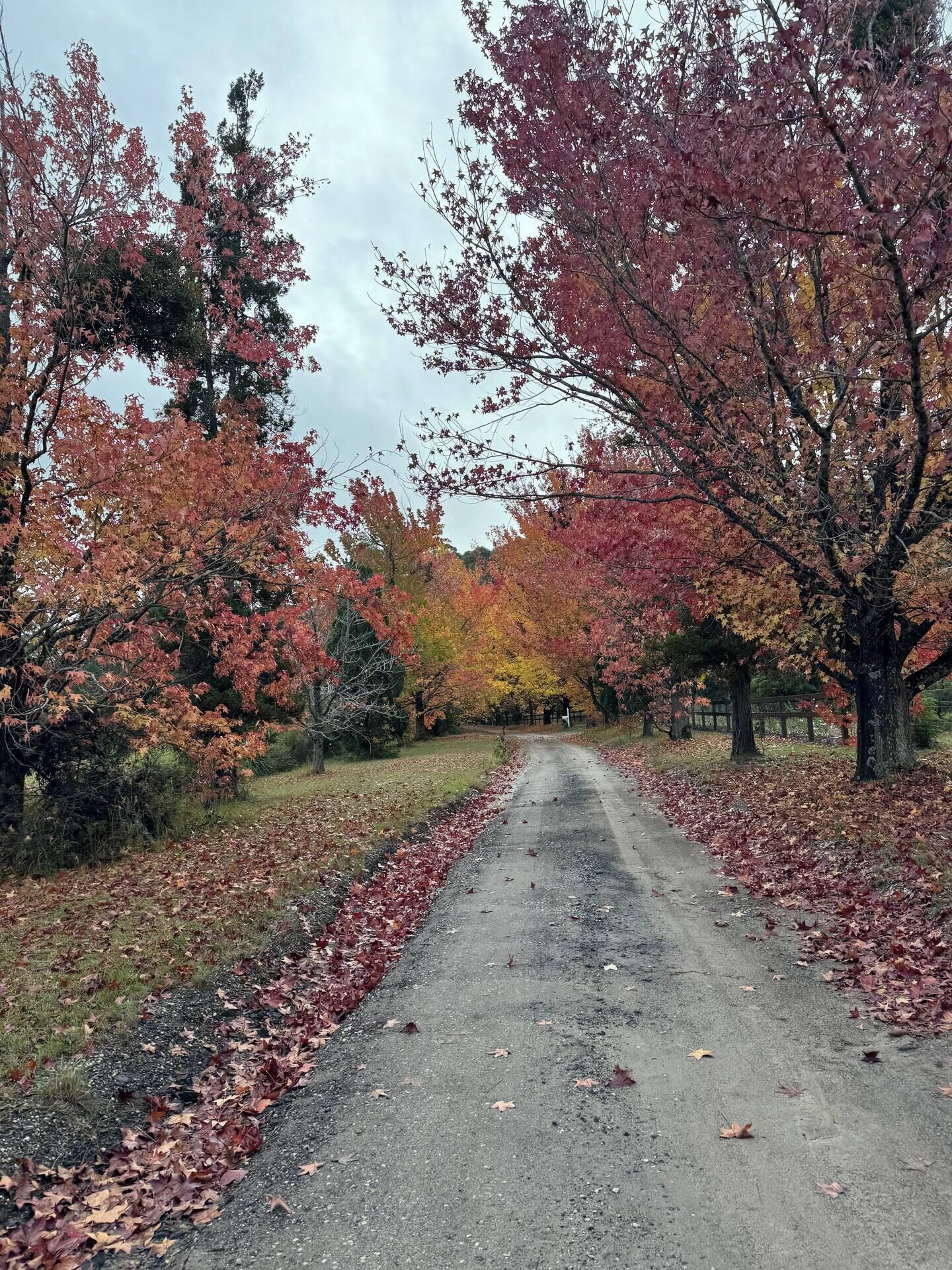 A paved road flanked by trees with autumn foliage.
