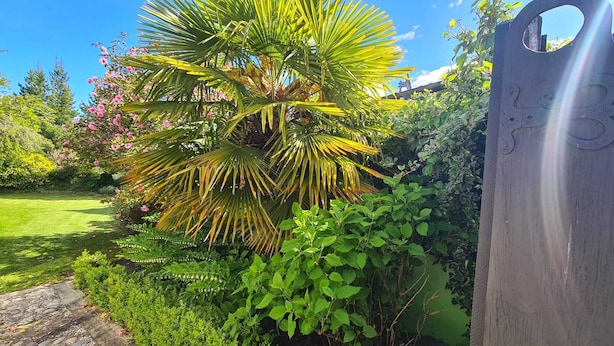 A garden with a palm tree, various shrubs, and a wooden gate. - Where comfort meets the mountains—close to everything,spacious,and pet-friendly! (Cromwell)