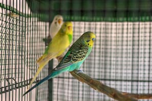 Een vogelkooi met gaas en een houten zitstok.