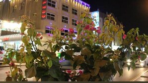 A building with illuminated signage and a large potted plant in the foreground.