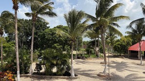 A tropical landscape with palm trees, a red-roofed structure, and a gravel path. - Ranch with 3-bedrooms and phenomenal natural spaces in Baca Yucatán México (Baca)