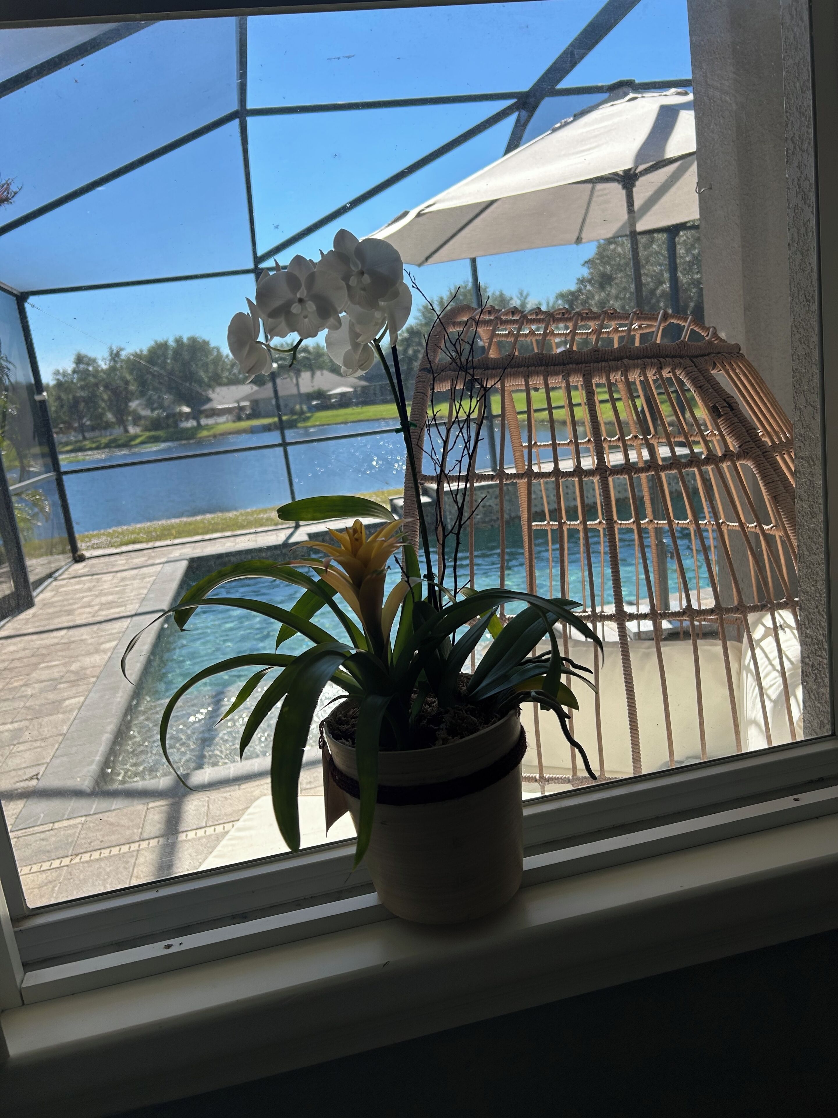 Una ventana con vista a una piscina, una pérgola y una planta.