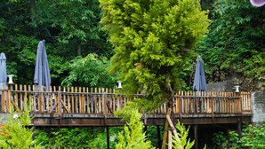 A wooden deck with a railing, surrounded by lush greenery and trees.