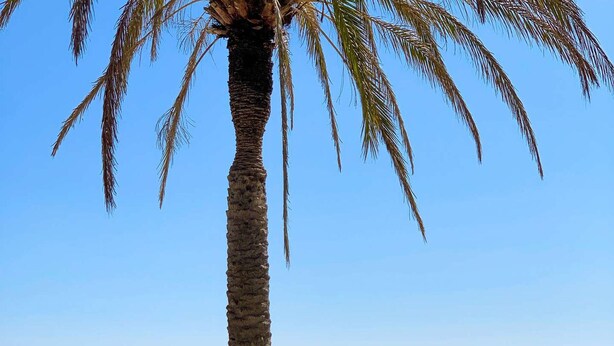 A single palm tree on a sandy beach with a clear blue sky and calm sea in the background.
