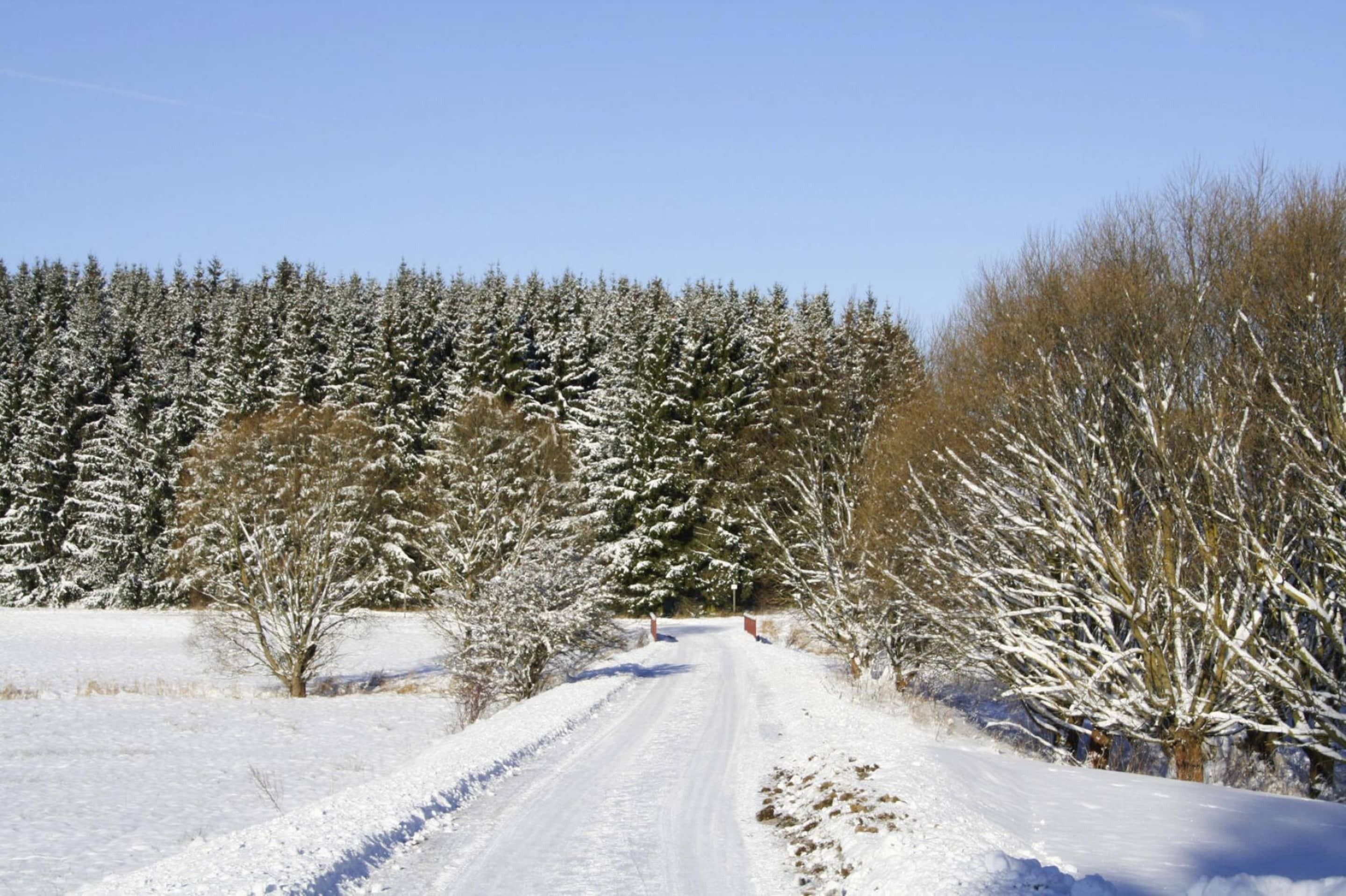 A snow-covered road flanked by trees and bushes.