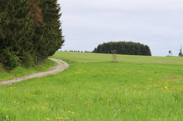 Een landelijk landschap met een onverharde pad, een houten constructie en een bos op de achtergrond.