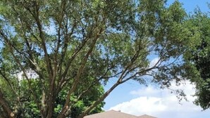 Una casa de un piso con garaje, un árbol en frente y un cielo despejado.