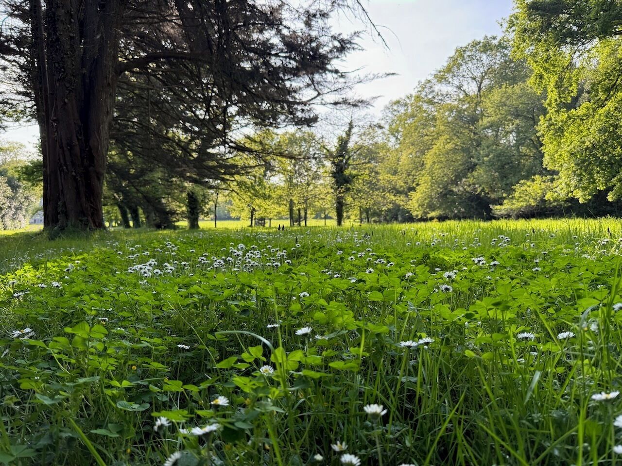 Um campo gramado com árvores e flores brancas.