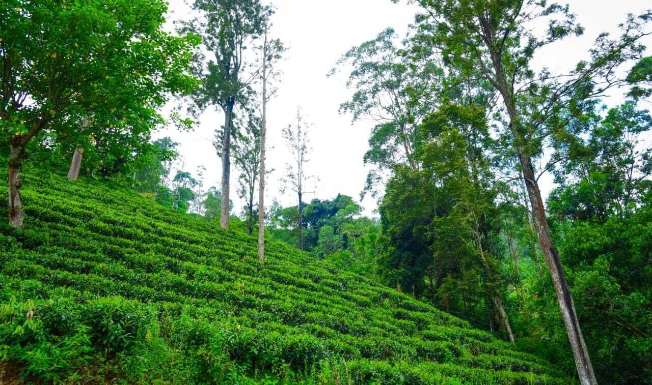 A lush green tea plantation with rows of tea bushes and tall trees.