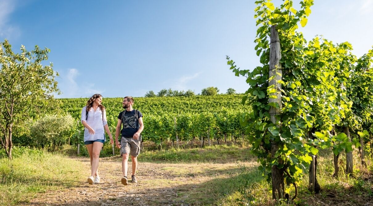 Viñedo con hileras de parras y un sendero de tierra.