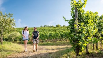 Viñedo con hileras de parras y un sendero de tierra.