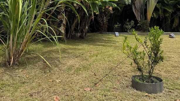 A garden with various tropical plants and a small tree in a pot. - Between sun and river: your perfect getaway (Goyave)