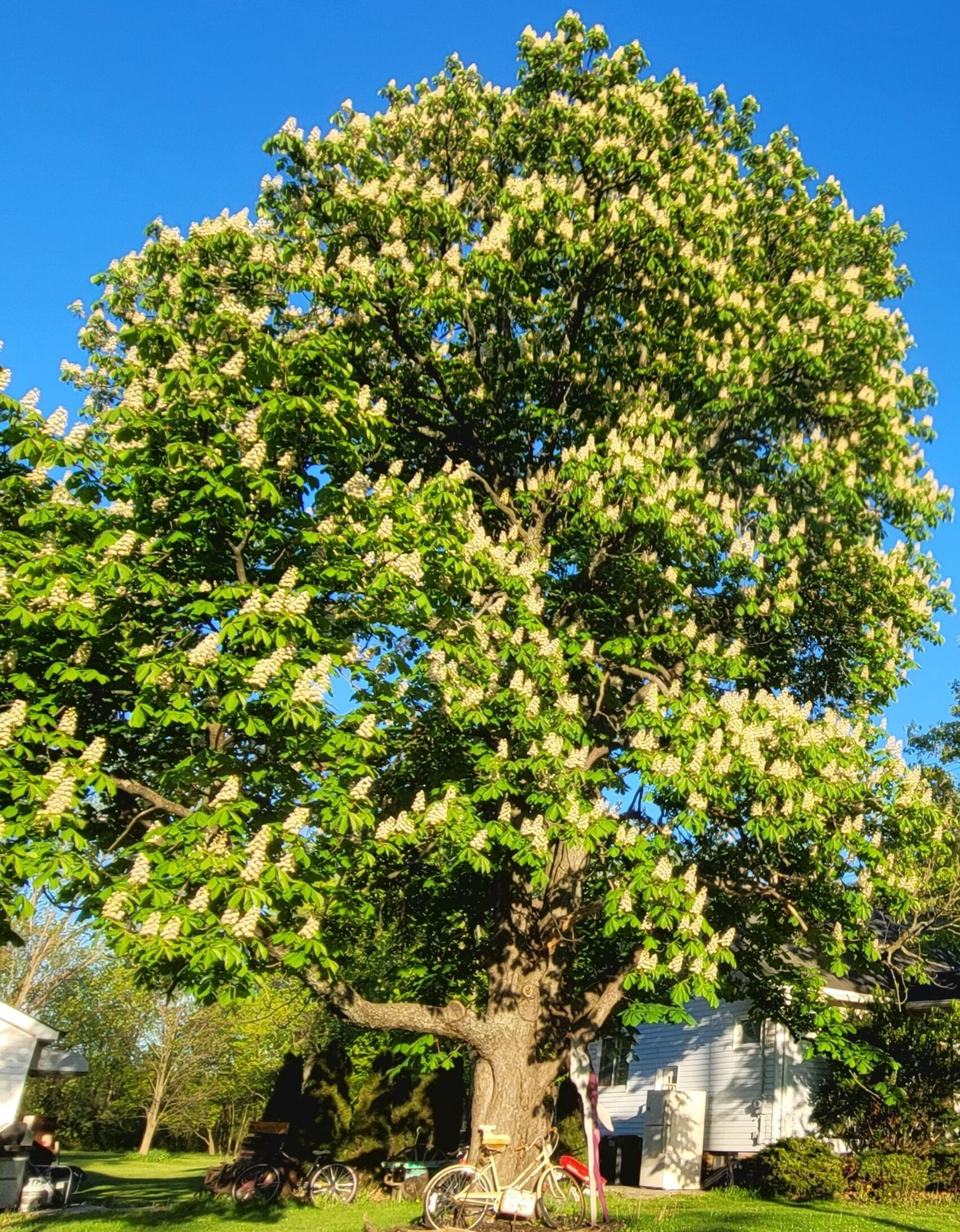 A large tree with dense foliage and white flowers, situated in a residential area with a house and bicycles nearby.