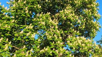 A large tree with dense foliage and white flowers, situated in a residential area with a house and bicycles nearby.