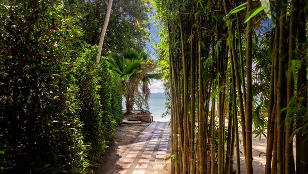 Un sendero que conduce a una playa, rodeado de bambú denso y follaje tropical.