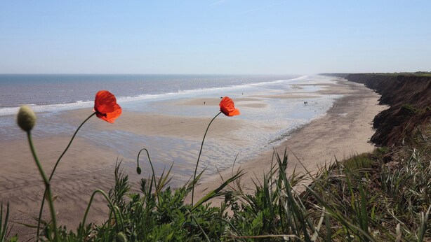 Una playa con flores rojas en primer plano y una vista despejada del océano.