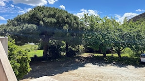 A paved driveway leading to a building with a large tree in the foreground.