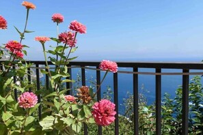 Property grounds - Cozy little house surrounded by greenery, near the path of the gods. (Praiano)