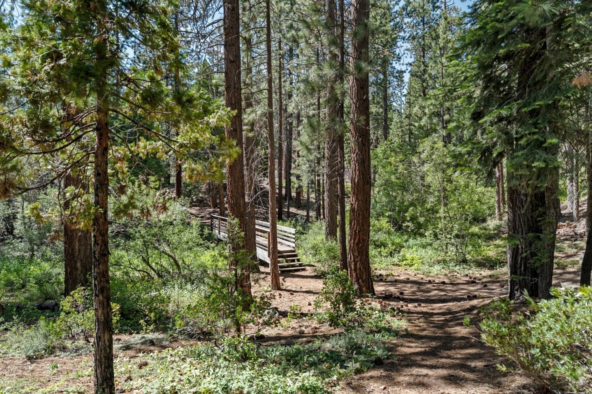 A forested area with a dirt path and wooden steps leading up a hill.