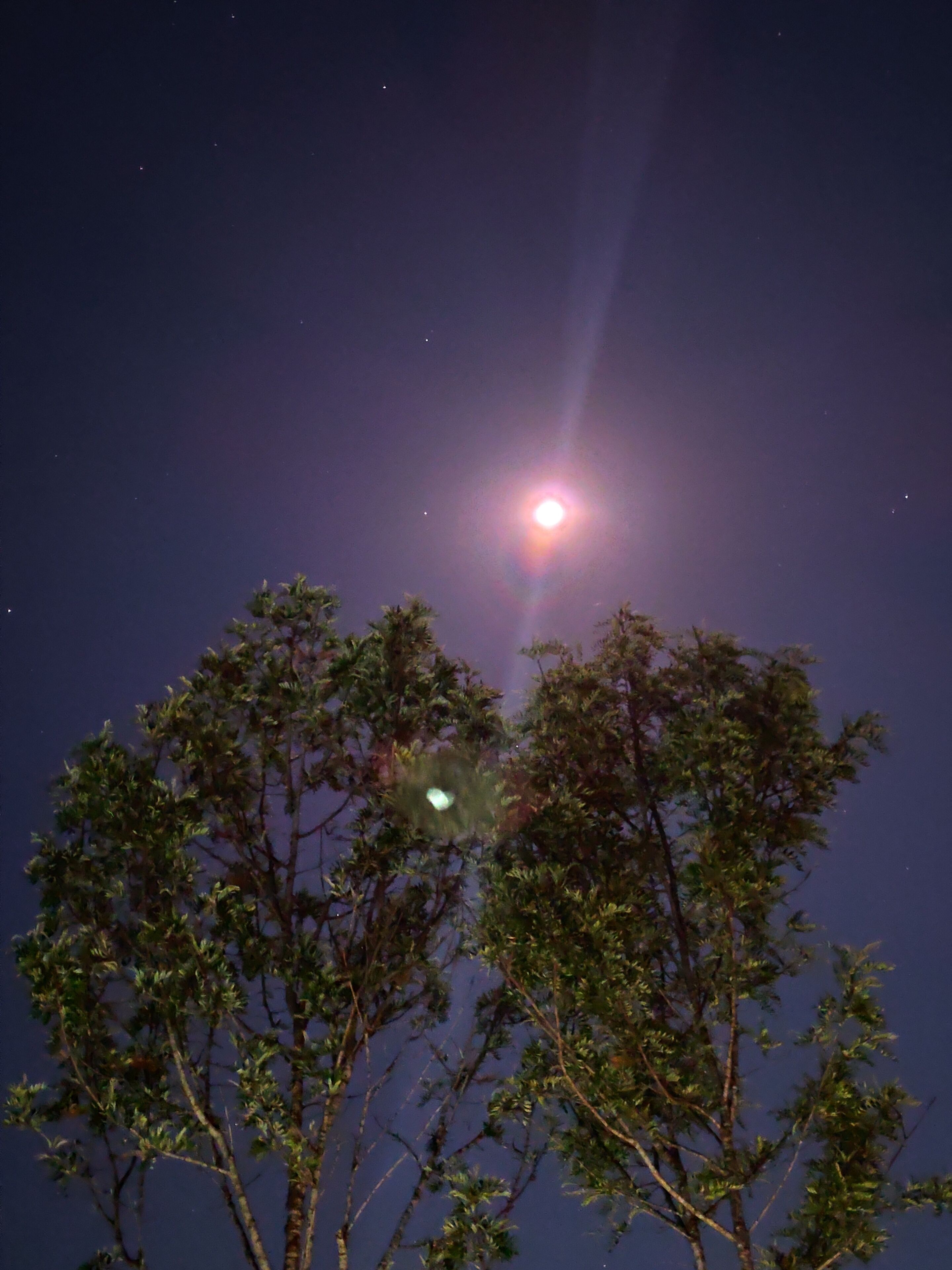Cielo notturno con una luna luminosa e stelle, visto attraverso i rami degli alberi.