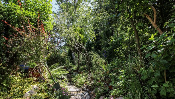A garden pathway with steps leading through dense foliage and various plants. - 157 Watling Street South (Church Stretton)