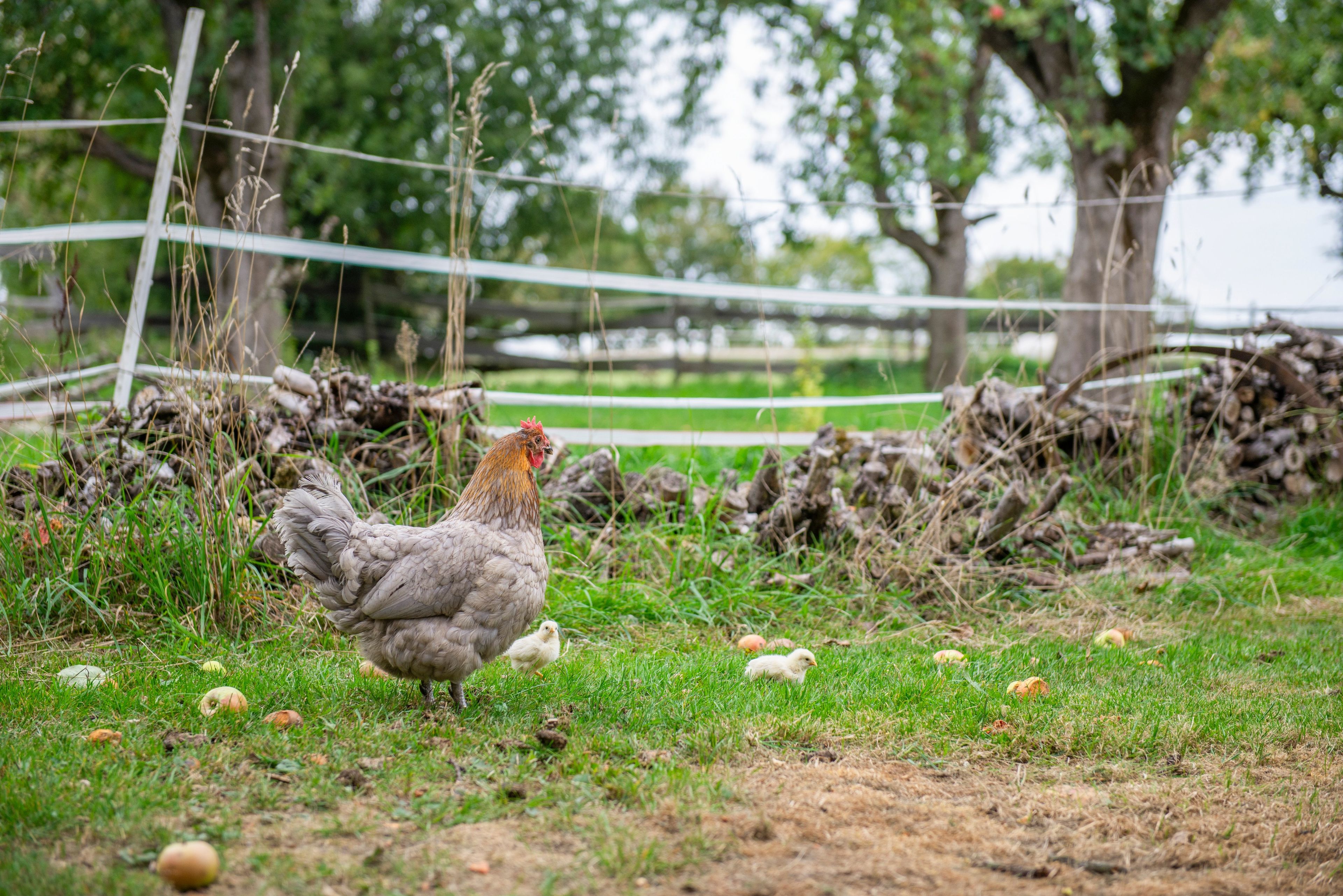 A chicken with chicks on a grassy field with a fence and trees in the background.