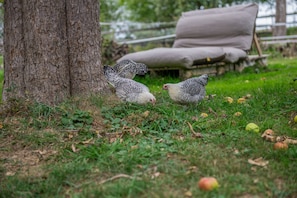 Two chickens foraging near a tree and a pile of sacks in a grassy outdoor area. - Cozy 28 m² yurt with stargazing view, barbecue area, and separate bathroom (Wald)