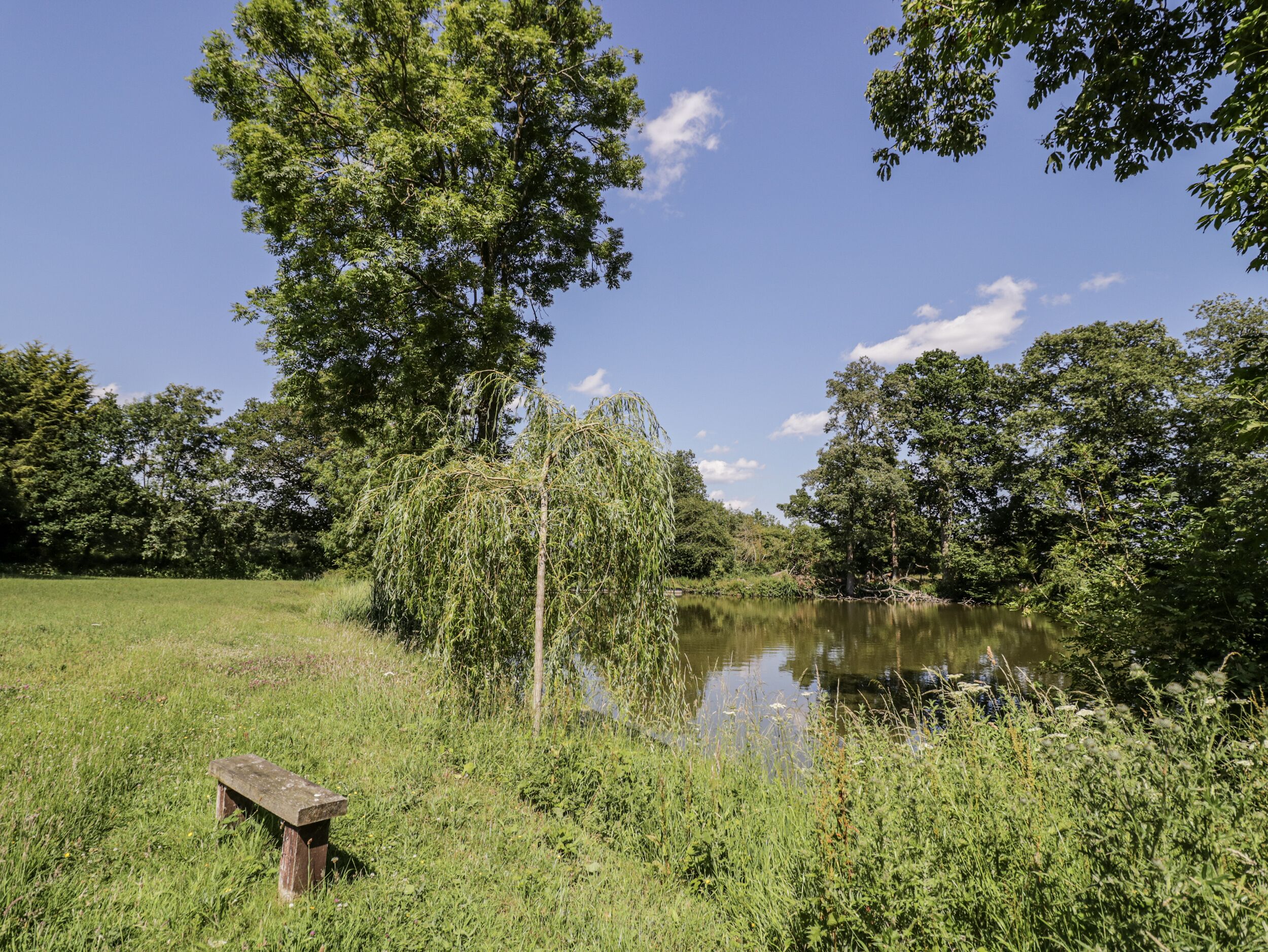 A tranquil outdoor setting with a wooden bench, a pond, and lush greenery.