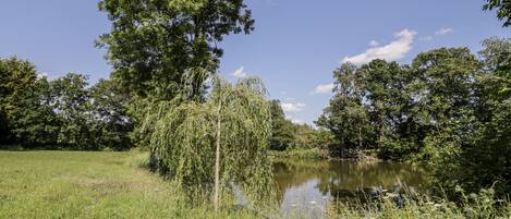 A tranquil outdoor setting with a wooden bench, a pond, and lush greenery.