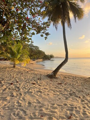 Une plage avec un palmier, un rivage sablonneux et une vue sur l’océan.