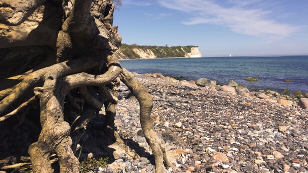 A rocky shoreline with a large tree trunk in the foreground and a clear view of the sea and cliffs in the background.