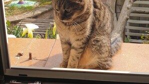 A cat sitting by a window overlooking a backyard with a pool and garden. - Villa with swimming pool and garden. (Marseille)