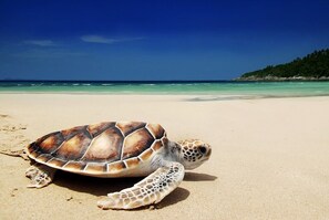 Playa