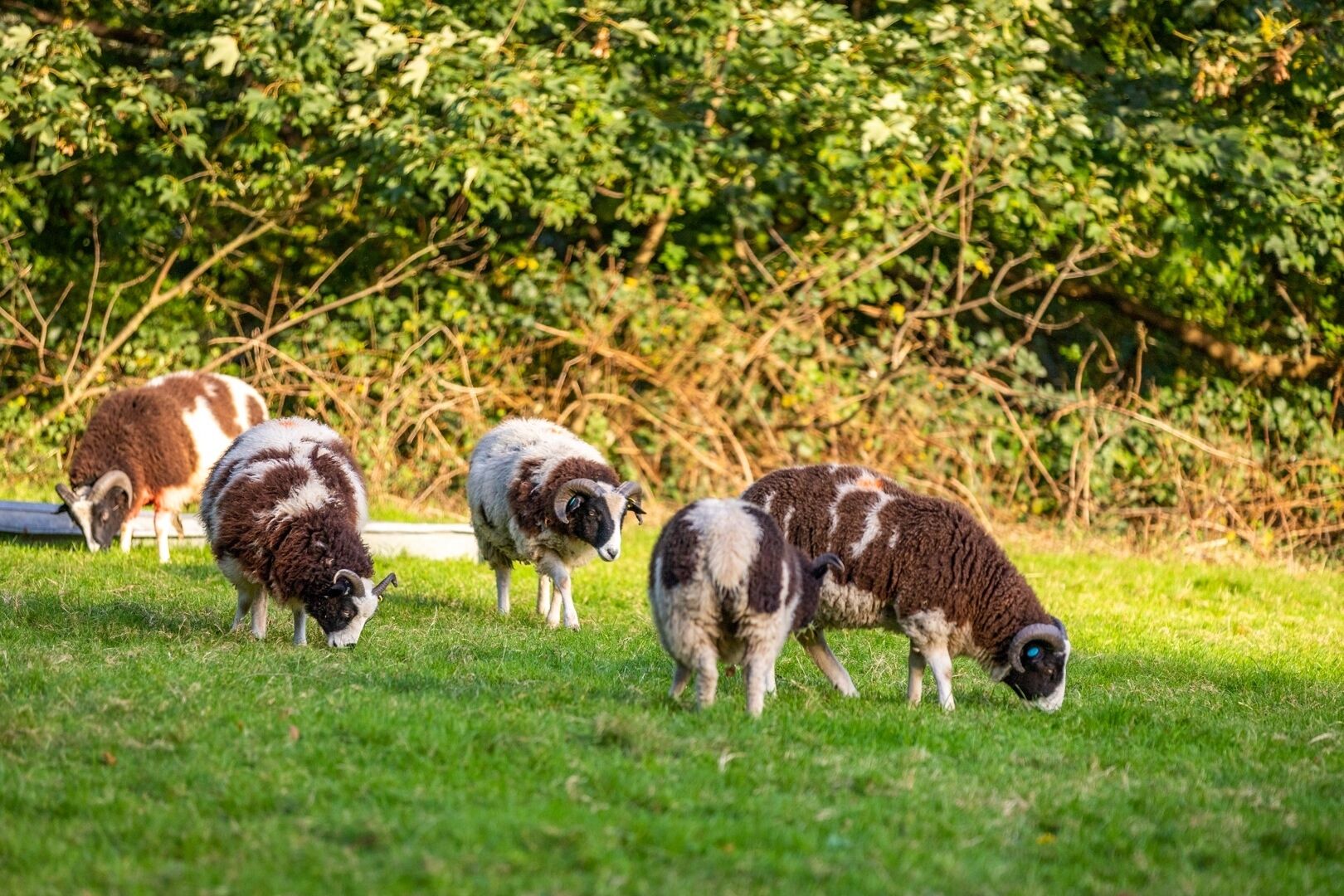 A grassy field with sheep grazing.