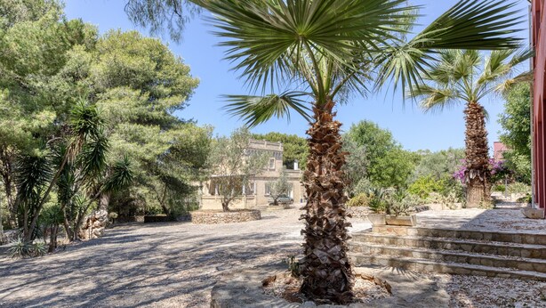 A courtyard with a palm tree, stone steps, and a building in the background.