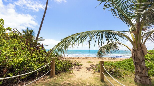 A beach path leading to the ocean, surrounded by palm trees and greenery. - 3-bedroom apartment in perfect Palmas del Mar with pool and beach access (Palmas del Mar)