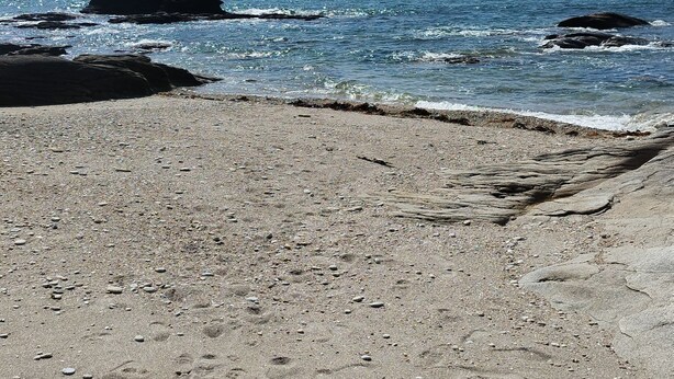 A beach with clear skies, calm water, and visible footprints in the sand. - Gite Lann er Viline (Camors)