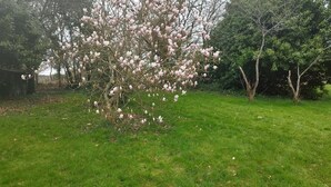 A tree with pink blossoms in a grassy area. - Gite Lann er Viline (Camors)