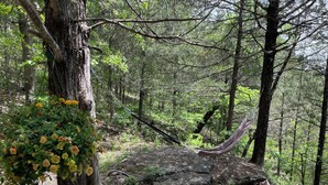 Un área boscosa con una hamaca atada entre árboles, un sendero pedregoso y un árbol con flores amarillas.