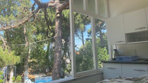 A room with a large window overlooking a tree and a pool. There is a bed with a patterned bedspread and a kitchenette with cabinets and a countertop. - Kalemi Pansiyon (Marmara)