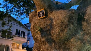 A tree with a plaque, a balcony, and a building in the background. - Kalemi Pansiyon (Marmara)
