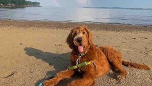A dog lying on a sandy beach with a rainbow in the background. - 2 BR City Sanctuary - 5 Mins to Historical Salem! (Beverly)