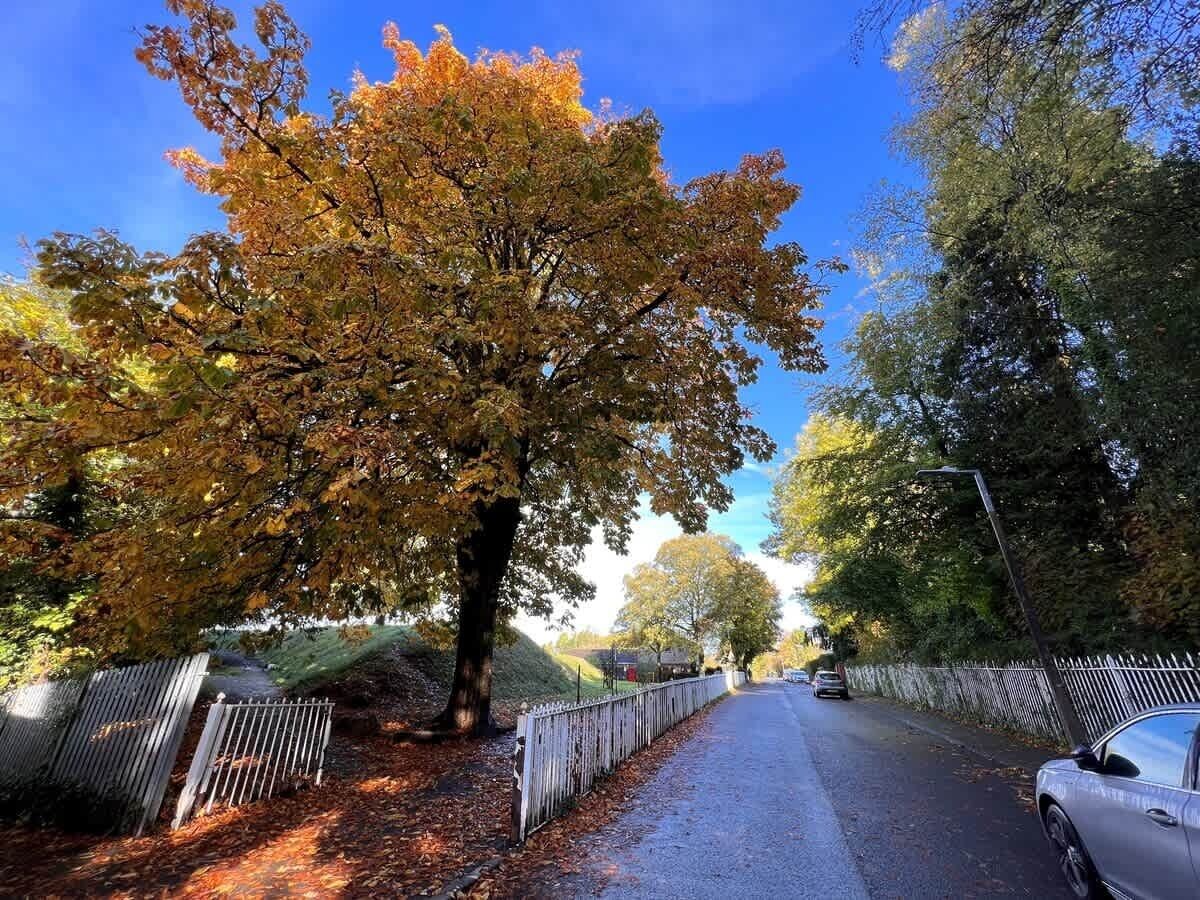 En vej med træer langs den ene side, et metalsigelæns og en parkeret bil på den anden side.