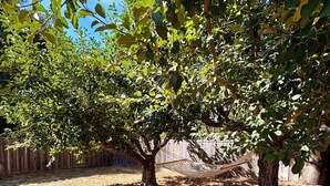 Eine Hängematte unter einem Baum in einem Garten mit Holzzaun und trockenen Blättern auf dem Boden.