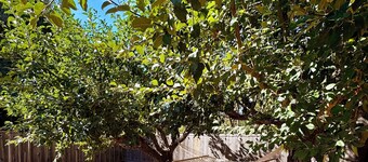 Charming NEW studio with AC and private yard in tranquil Sebastopol