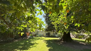Un patio trasero con césped, un árbol grande con frutos naranjas y una casa al fondo.