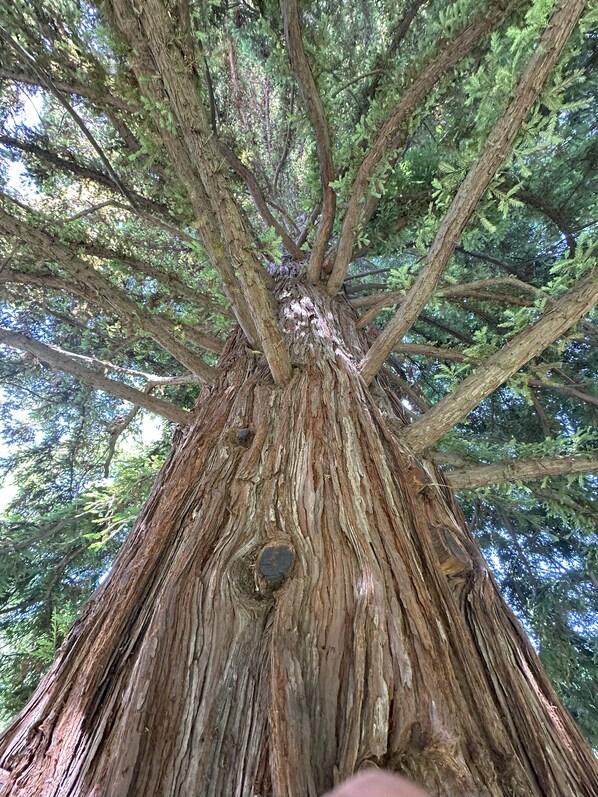 A large tree with a thick trunk and multiple branches.