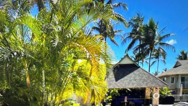A hot tub surrounded by rocks and palm trees, with a building in the background.
