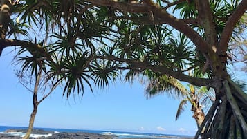 A beach with rocky terrain and palm trees.