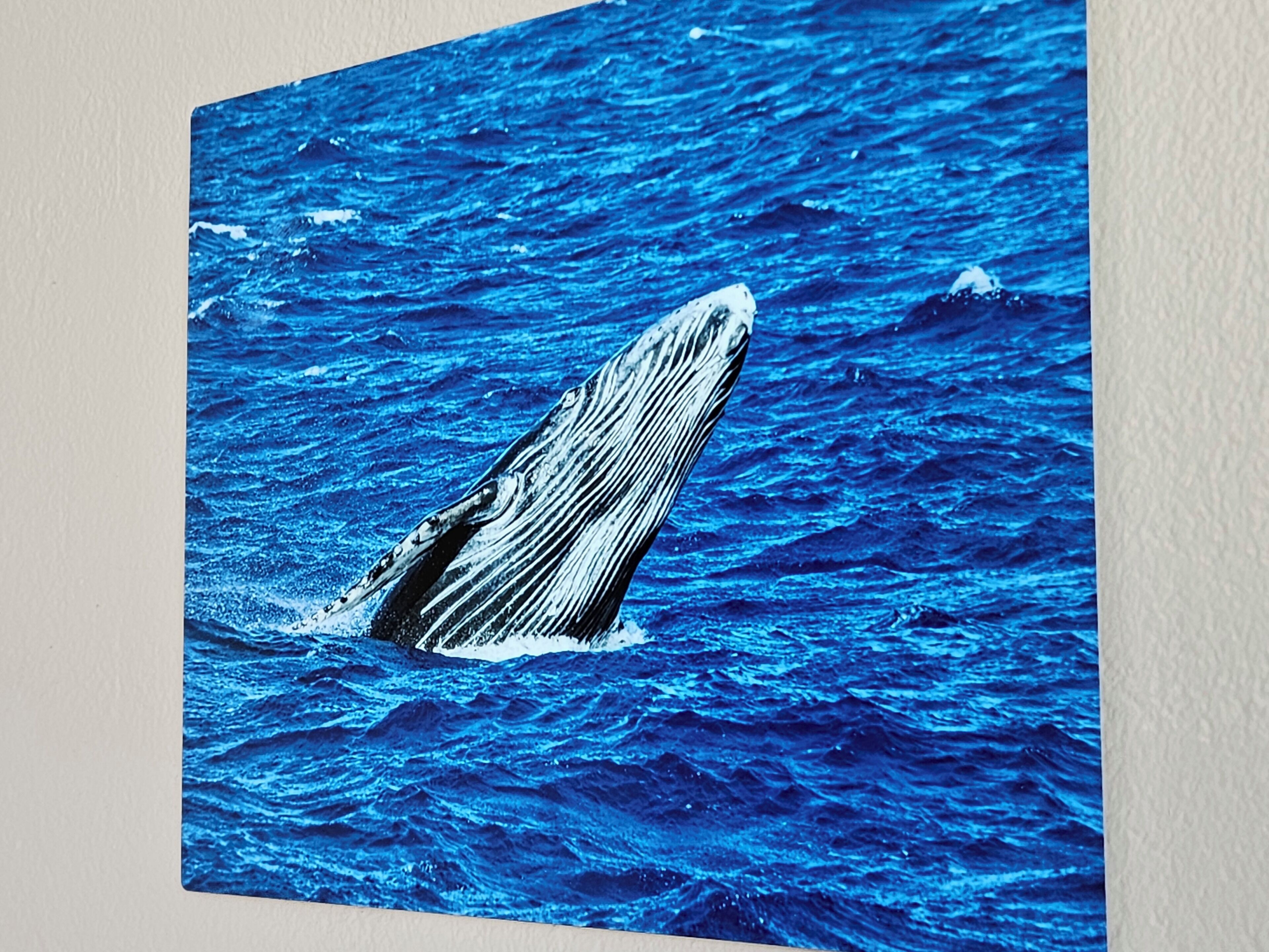 Una ballena emergiendo del océano.